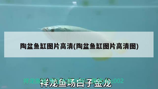 陶盆魚缸圖片高清(陶盆魚缸圖片高清圖) 鸚鵡魚