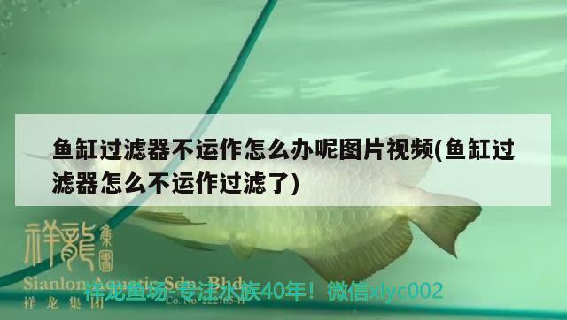 魚(yú)缸過(guò)濾器不運(yùn)作怎么辦呢圖片視頻(魚(yú)缸過(guò)濾器怎么不運(yùn)作過(guò)濾了) 熊貓異形魚(yú)L46