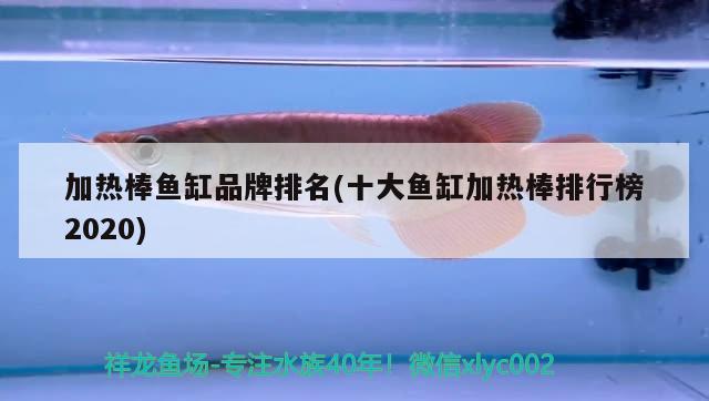 加熱棒魚缸品牌排名(十大魚缸加熱棒排行榜2020) 一眉道人魚苗