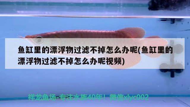 魚缸里的漂浮物過濾不掉怎么辦呢(魚缸里的漂浮物過濾不掉怎么辦呢視頻)