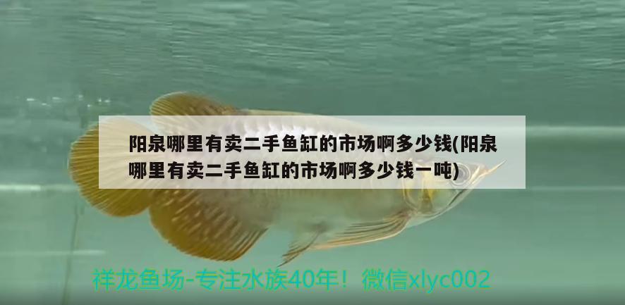 陽泉哪里有賣二手魚缸的市場啊多少錢(陽泉哪里有賣二手魚缸的市場啊多少錢一噸)