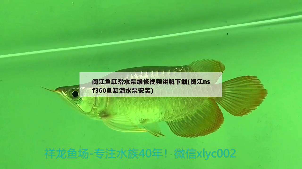 閩江魚缸潛水泵維修視頻講解下載(閩江nsf360魚缸潛水泵安裝) 硝化細菌