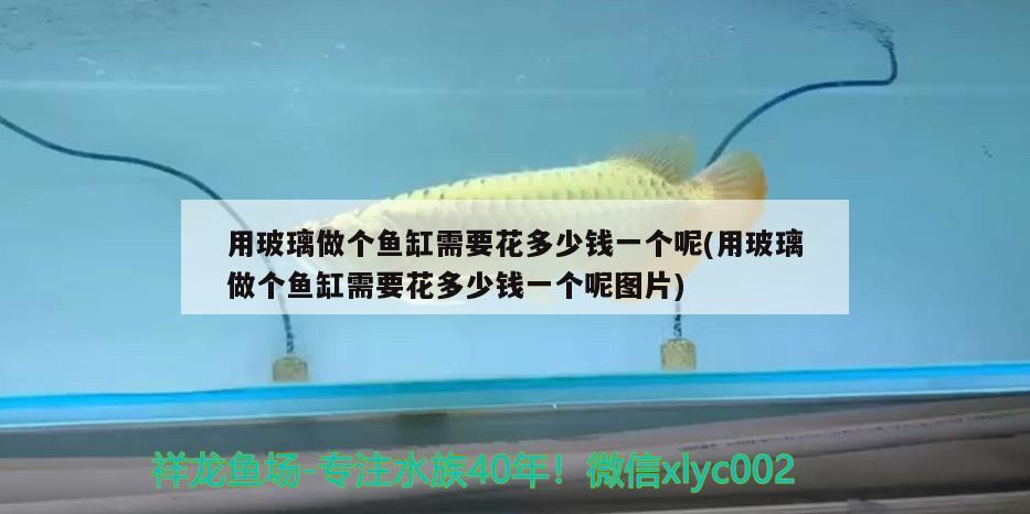 用玻璃做個(gè)魚缸需要花多少錢一個(gè)呢(用玻璃做個(gè)魚缸需要花多少錢一個(gè)呢圖片) 短身紅龍魚 第2張