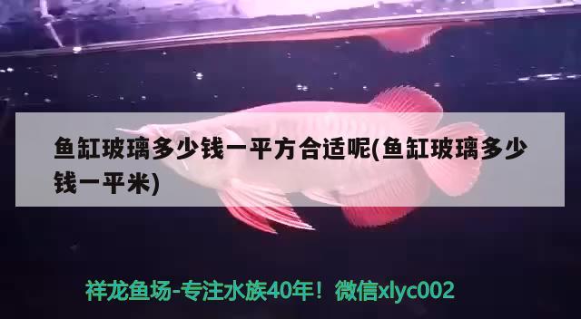 魚缸玻璃多少錢一平方合適呢(魚缸玻璃多少錢一平米)