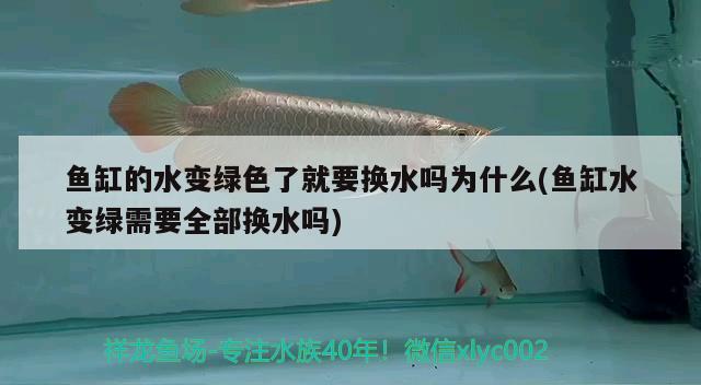 魚(yú)缸的水變綠色了就要換水嗎為什么(魚(yú)缸水變綠需要全部換水嗎)