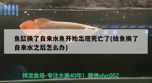 魚缸換了自來水魚開始出現(xiàn)死亡了(給魚換了自來水之后怎么辦) 黃吉金龍（白子金龍魚）