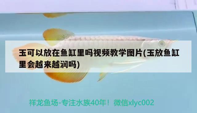 玉可以放在魚缸里嗎視頻教學(xué)圖片(玉放魚缸里會(huì)越來(lái)越潤(rùn)嗎)