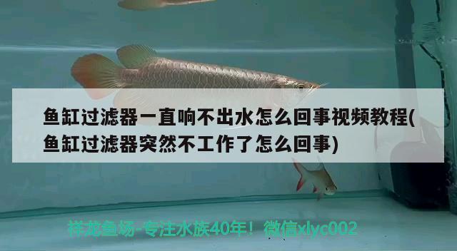 魚缸過濾器一直響不出水怎么回事視頻教程(魚缸過濾器突然不工作了怎么回事) 祥龍金禾金龍魚