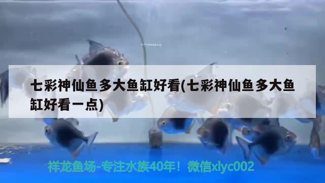 七彩神仙魚多大魚缸好看(七彩神仙魚多大魚缸好看一點)