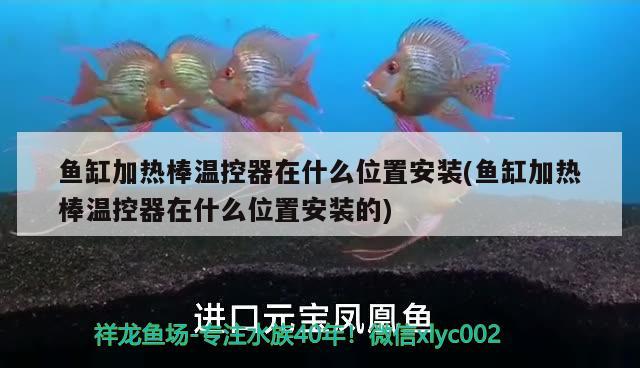 魚缸加熱棒溫控器在什么位置安裝(魚缸加熱棒溫控器在什么位置安裝的) 斑馬鴨嘴魚