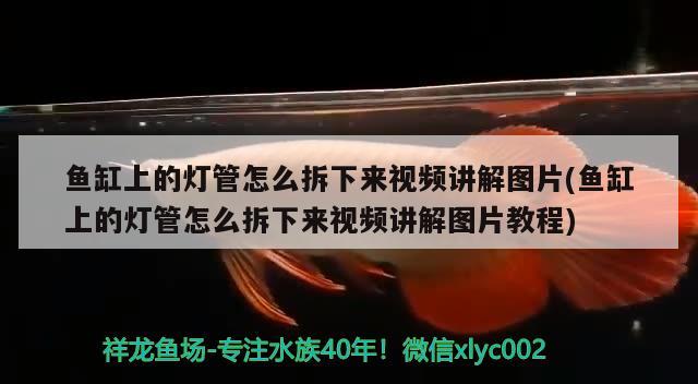 魚缸上的燈管怎么拆下來視頻講解圖片(魚缸上的燈管怎么拆下來視頻講解圖片教程)