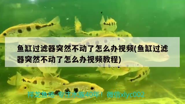 魚缸過濾器突然不動了怎么辦視頻(魚缸過濾器突然不動了怎么辦視頻教程) 星點金龍魚 第2張