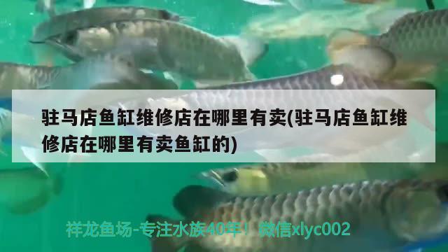 駐馬店魚缸維修店在哪里有賣(駐馬店魚缸維修店在哪里有賣魚缸的)