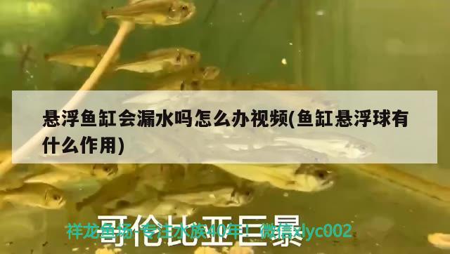 懸浮魚缸會漏水嗎怎么辦視頻(魚缸懸浮球有什么作用) 水族燈（魚缸燈）