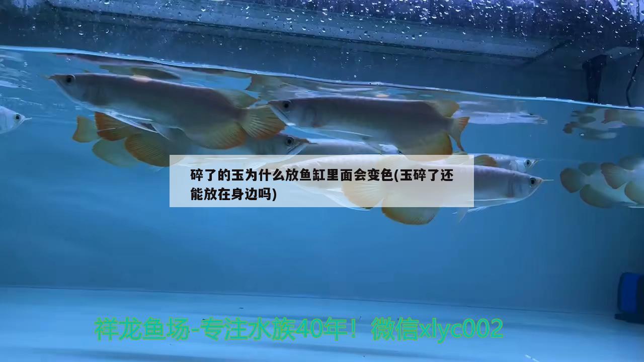 碎了的玉為什么放魚缸里面會(huì)變色(玉碎了還能放在身邊嗎)