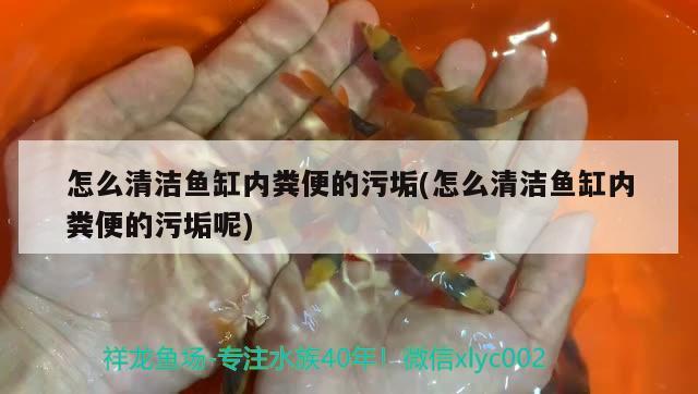 怎么清潔魚缸內(nèi)糞便的污垢(怎么清潔魚缸內(nèi)糞便的污垢呢) 魚缸凈水劑