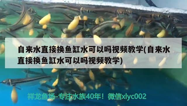 自來水直接換魚缸水可以嗎視頻教學(xué)(自來水直接換魚缸水可以嗎視頻教學(xué)) 黃金鴨嘴魚