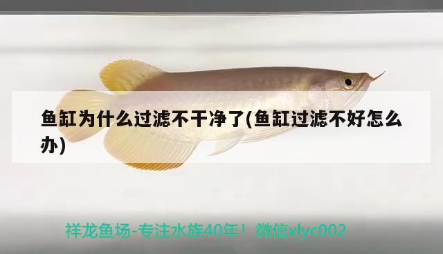 魚缸為什么過濾不干凈了(魚缸過濾不好怎么辦) 紅勾銀版魚