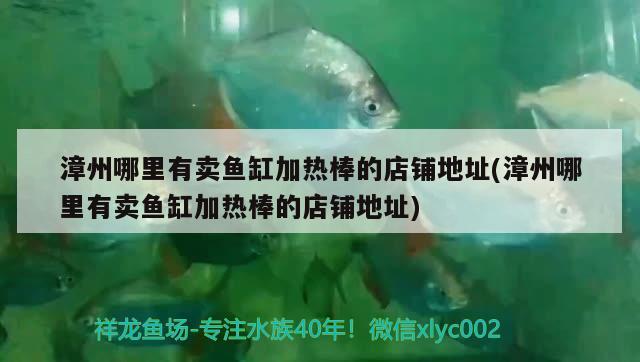 漳州哪里有賣魚缸加熱棒的店鋪地址(漳州哪里有賣魚缸加熱棒的店鋪地址) 三間鼠魚