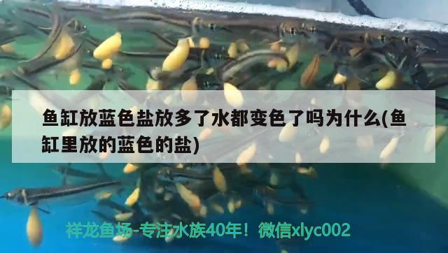 魚缸放藍色鹽放多了水都變色了嗎為什么(魚缸里放的藍色的鹽)