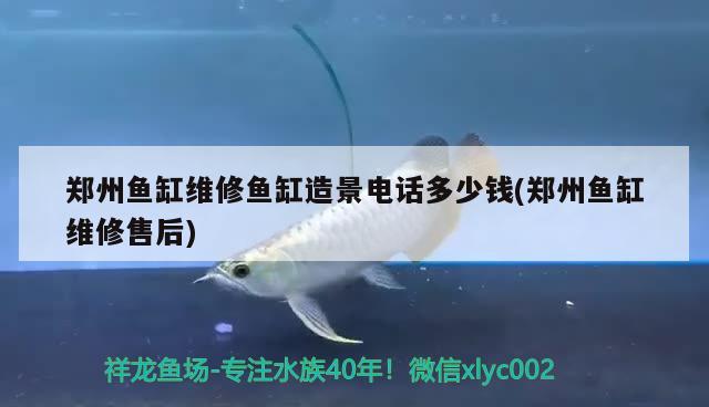 鄭州魚缸維修魚缸造景電話多少錢(鄭州魚缸維修售后) 小型觀賞魚