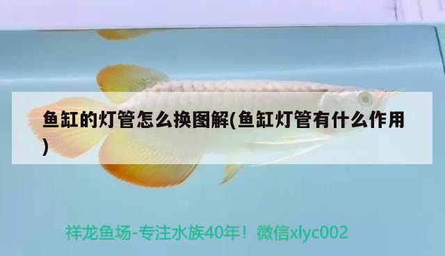 魚缸的燈管怎么換圖解(魚缸燈管有什么作用) 黃金斑馬魚