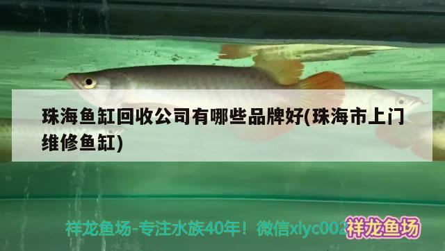 珠海魚缸回收公司有哪些品牌好(珠海市上門維修魚缸) 黃金鴨嘴魚