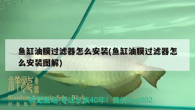 魚缸油膜過(guò)濾器怎么安裝(魚缸油膜過(guò)濾器怎么安裝圖解)