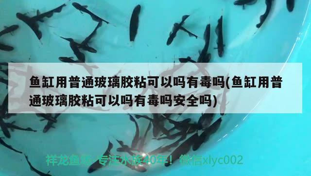 魚缸用普通玻璃膠粘可以嗎有毒嗎(魚缸用普通玻璃膠粘可以嗎有毒嗎安全嗎)