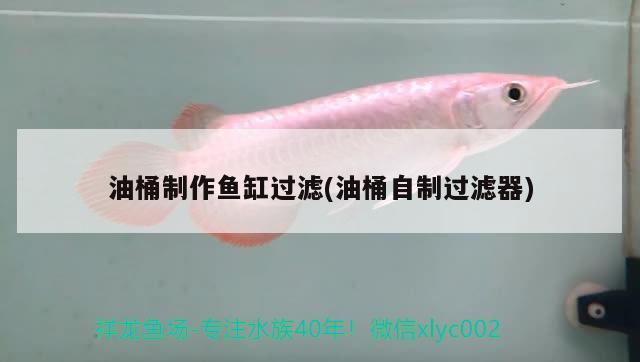 油桶制作魚(yú)缸過(guò)濾(油桶自制過(guò)濾器) 刀魚(yú)魚(yú)