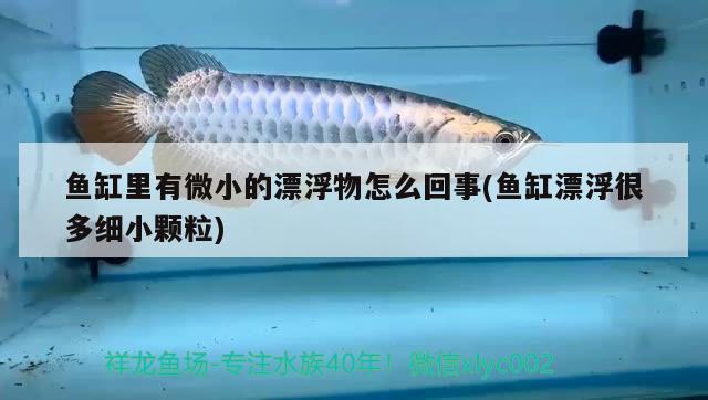 魚缸里有微小的漂浮物怎么回事(魚缸漂浮很多細(xì)小顆粒)