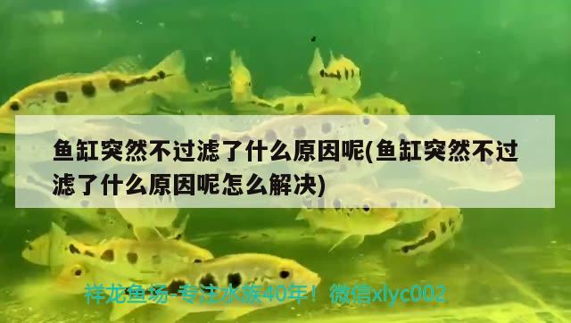 魚缸突然不過濾了什么原因呢(魚缸突然不過濾了什么原因呢怎么解決)