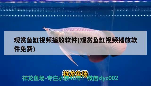 觀賞魚缸視頻播放軟件(觀賞魚缸視頻播放軟件免費) 廣州水族器材濾材批發(fā)市場