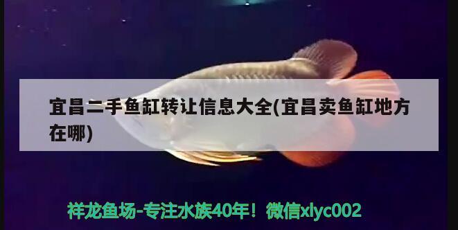 宜昌二手魚缸轉(zhuǎn)讓信息大全(宜昌賣魚缸地方在哪)