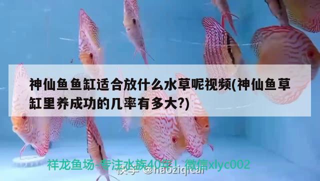 神仙魚魚缸適合放什么水草呢視頻(神仙魚草缸里養(yǎng)成功的幾率有多大?)