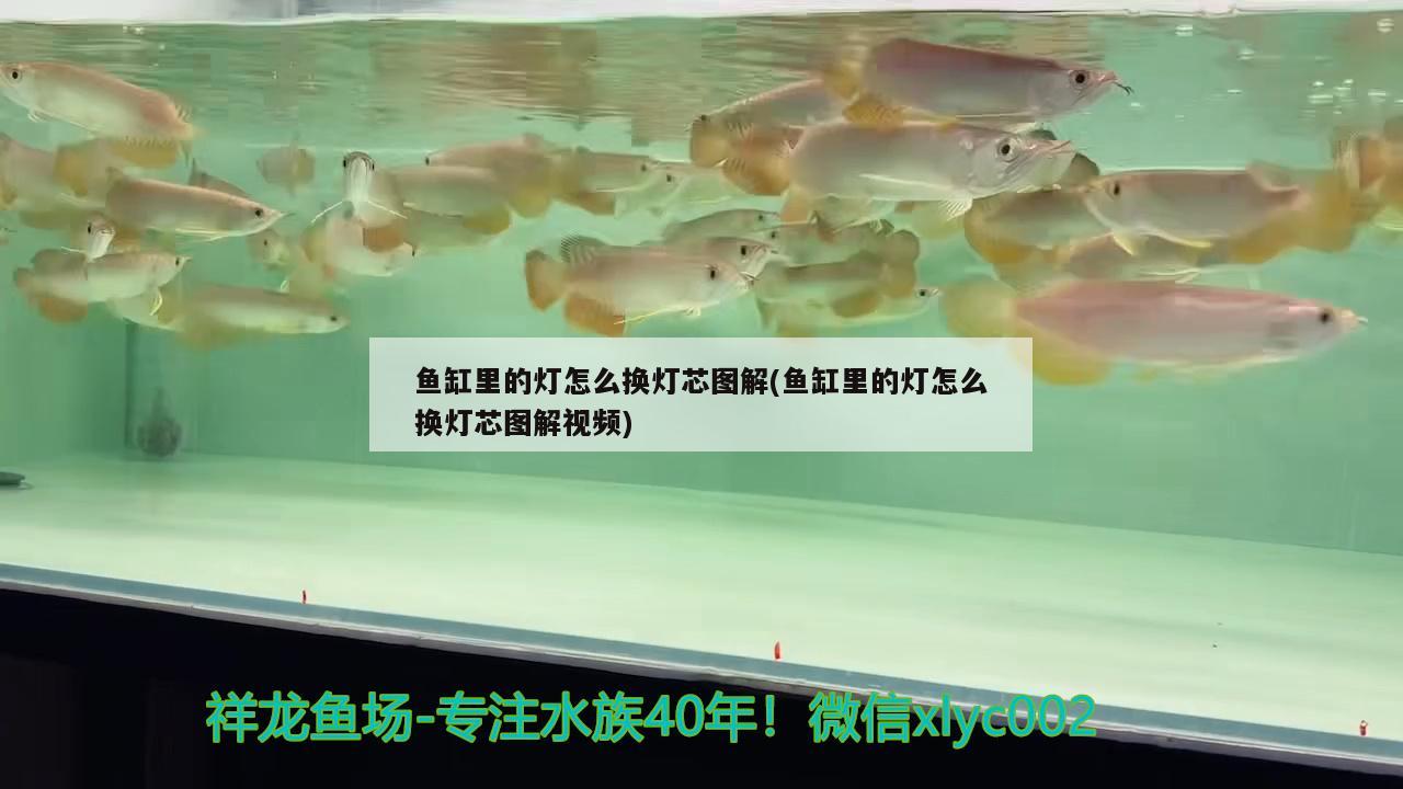 魚缸里的燈怎么換燈芯圖解(魚缸里的燈怎么換燈芯圖解視頻) 養(yǎng)魚知識