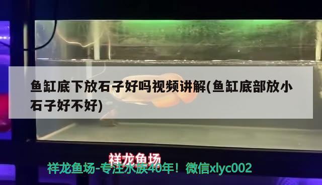 魚缸底下放石子好嗎視頻講解(魚缸底部放小石子好不好) 恐龍王魚 第3張