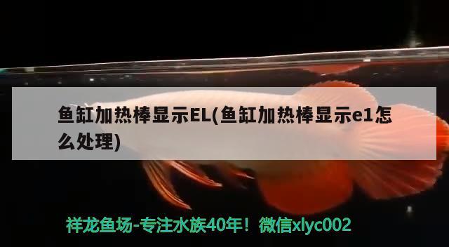 魚缸加熱棒顯示EL(魚缸加熱棒顯示e1怎么處理) 皇冠黑白魟魚