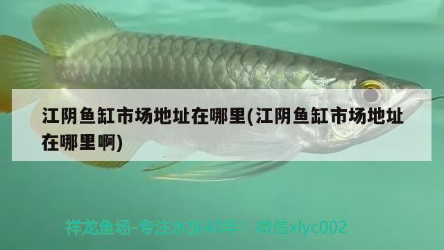 江陰魚缸市場地址在哪里(江陰魚缸市場地址在哪里啊)