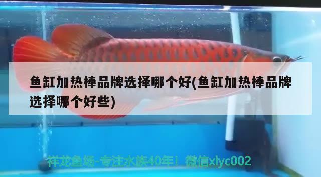 魚(yú)缸加熱棒品牌選擇哪個(gè)好(魚(yú)缸加熱棒品牌選擇哪個(gè)好些)