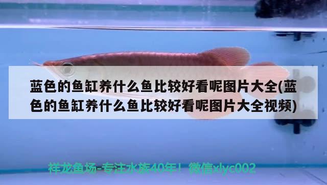 藍(lán)色的魚缸養(yǎng)什么魚比較好看呢圖片大全(藍(lán)色的魚缸養(yǎng)什么魚比較好看呢圖片大全視頻)