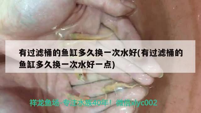 有過濾桶的魚缸多久換一次水好(有過濾桶的魚缸多久換一次水好一點)