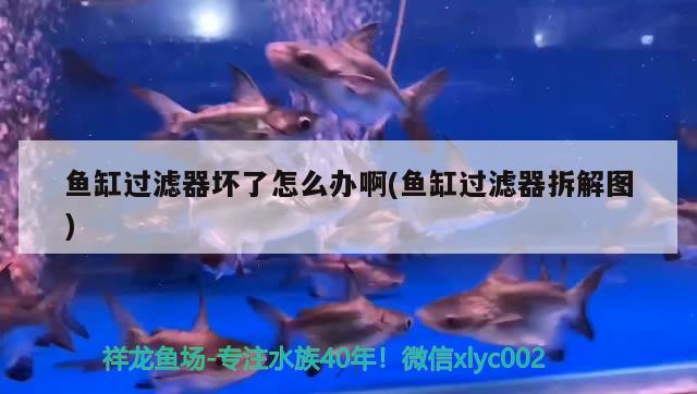 魚缸過濾器壞了怎么辦啊(魚缸過濾器拆解圖)