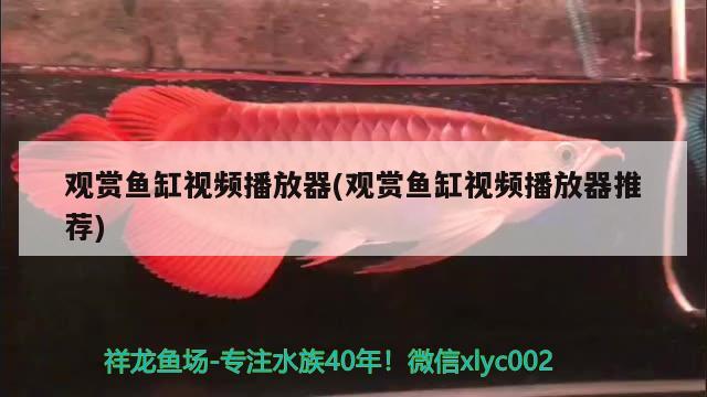 觀賞魚缸視頻播放器(觀賞魚缸視頻播放器推薦) 埃及神仙魚