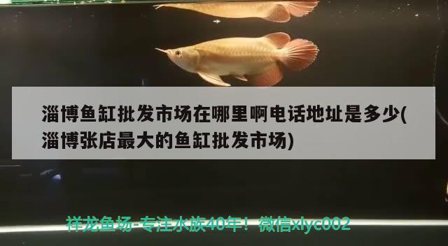 淄博魚缸批發(fā)市場在哪里啊電話地址是多少(淄博張店最大的魚缸批發(fā)市場)