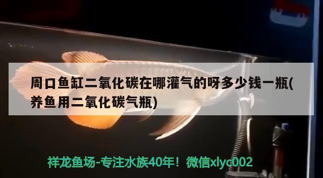 周口魚缸二氧化碳在哪灌氣的呀多少錢一瓶(養(yǎng)魚用二氧化碳?xì)馄? 二氧化碳設(shè)備