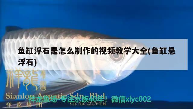 魚缸浮石是怎么制作的視頻教學(xué)大全(魚缸懸浮石) 金老虎魚