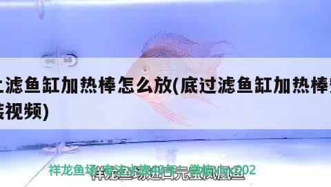 上濾魚(yú)缸加熱棒怎么放(底過(guò)濾魚(yú)缸加熱棒安裝視頻)