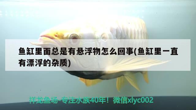 魚缸里面總是有懸浮物怎么回事(魚缸里一直有漂浮的雜質(zhì)) 過(guò)背金龍魚