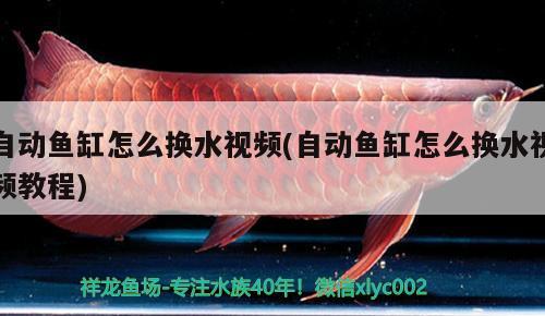 自動(dòng)魚缸怎么換水視頻(自動(dòng)魚缸怎么換水視頻教程) 魟魚百科